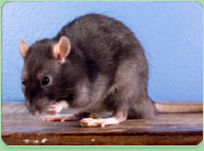 rat control Clapham
