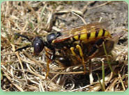 wasp control Clapham