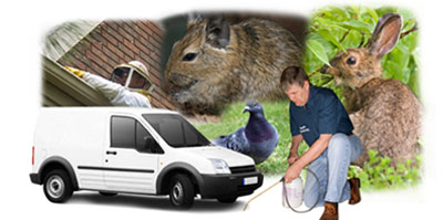 Clapham local van